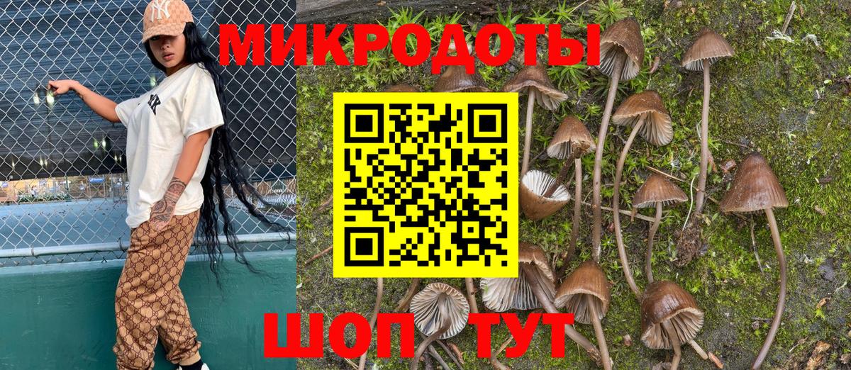 Псилоцибиновые грибы Psilocybine cubensis Муром